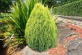 Thuja AUREA NANA