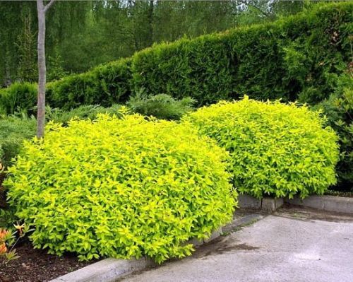 Tawuła Japońska GOLDEN PRINCESS