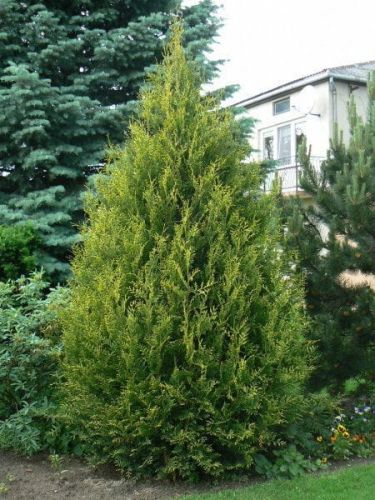 Thuja AUREOSPICATA 25-30cm