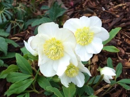 Ciemiernik Wschodni CROWN SNOW WHITE