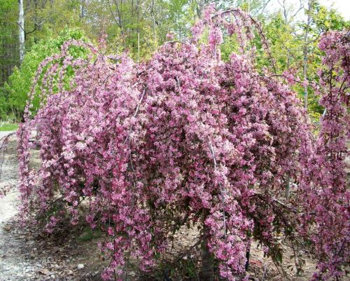Jabłoń ozdobna ROYAL BEAUTY