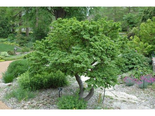 Wiąz Holenderski JACQUELINE HILLER