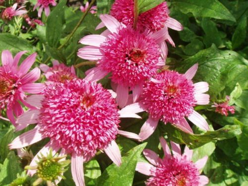 Jeżówka PINK DOUBLE DELIGHT