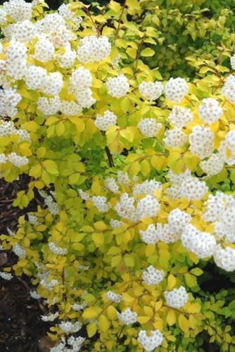 Tawuła VAN HOUTE'A GOLD FOUNTAIN