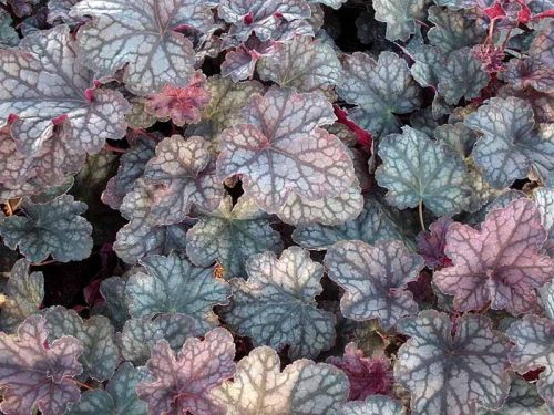 Żurawka VELVET NIGHT