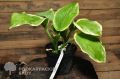 Funkia - HOSTA AMERICAN DREAM