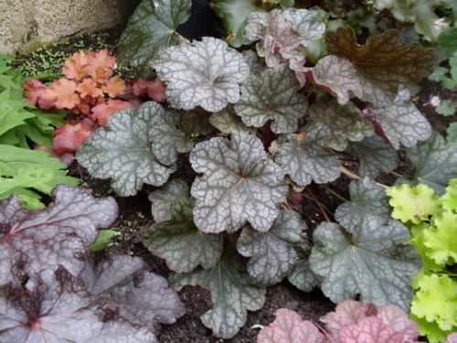 Żurawka CASCADE DAWN