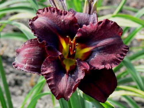 Liliowiec Ogrodowy BLACK STOCKINGS