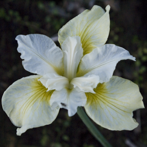 Irys Syberyjski MOON SILK