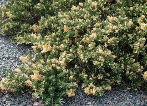 Jałowiec chiński EXPANSA VARIEGATA