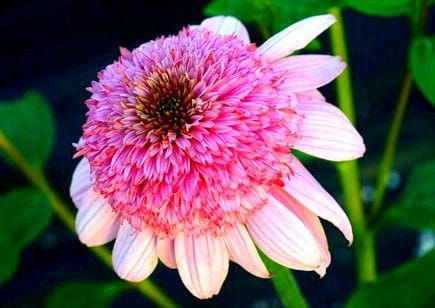 Jeżówka SECRET ROMANCE