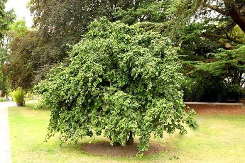 Leszczyna pospolita, ozdobna CONTORTA