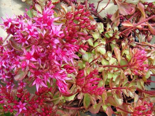 Rozchodnik Kaukaski PURPURTEPPICH