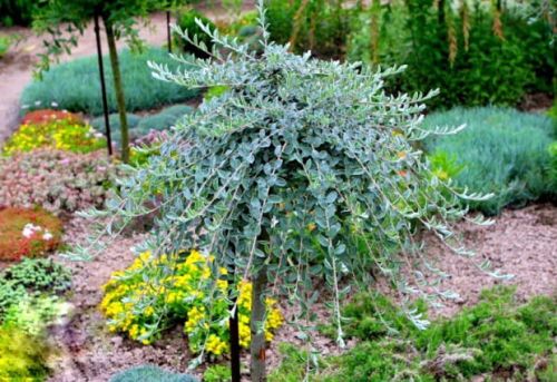 Wierzba ARGENTEA na pniu