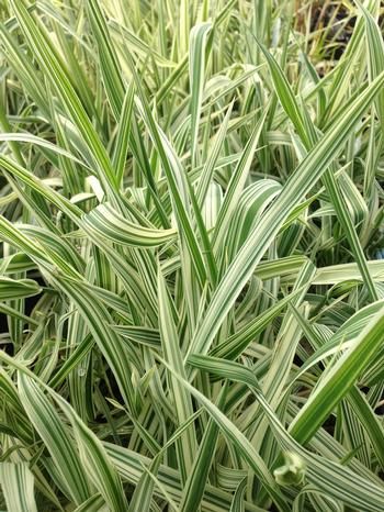 Mozga Trzcinowata LUTEOPICTA