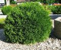 Thuja LITTLE GIANT