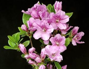 Azalia japońska SASAVA