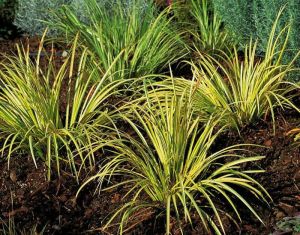 Tatarak Cynamonowy ARGENTEOSTRIATUS