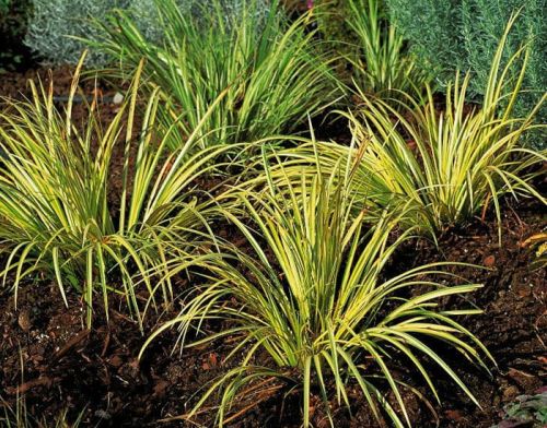 Tatarak Cynamonowy ARGENTEOSTRIATUS