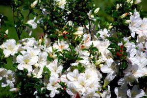 Azalia japońska ALBIFLORUM