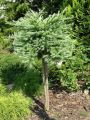 Modrzew Japoński BLUE DWARF