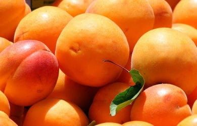 Morela HARCOT W DONICZCE