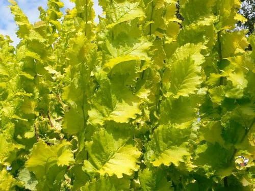 Wiąz Holenderski WREDEI - 50 cm