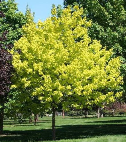 Klon pospolity PRINCETON GOLD - 120 cm