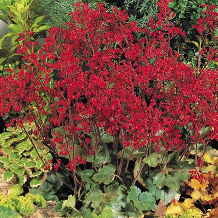 Żurawka CORAL FOREST