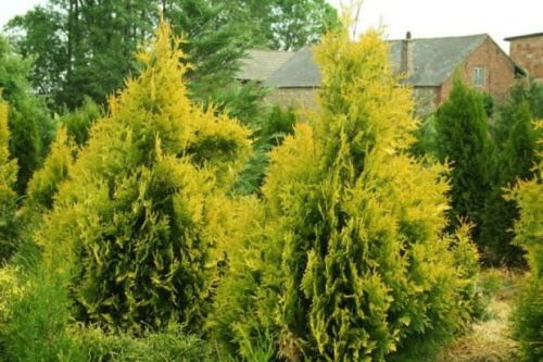 THUJA EUROPE GOLD