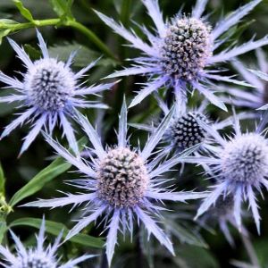 Mikołajek Płaskolistny BLUE HOBBIT