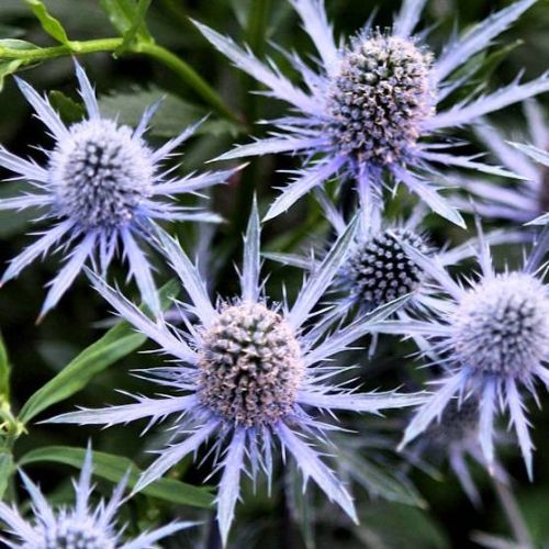 Mikołajek Płaskolistny BLUE HOBBIT