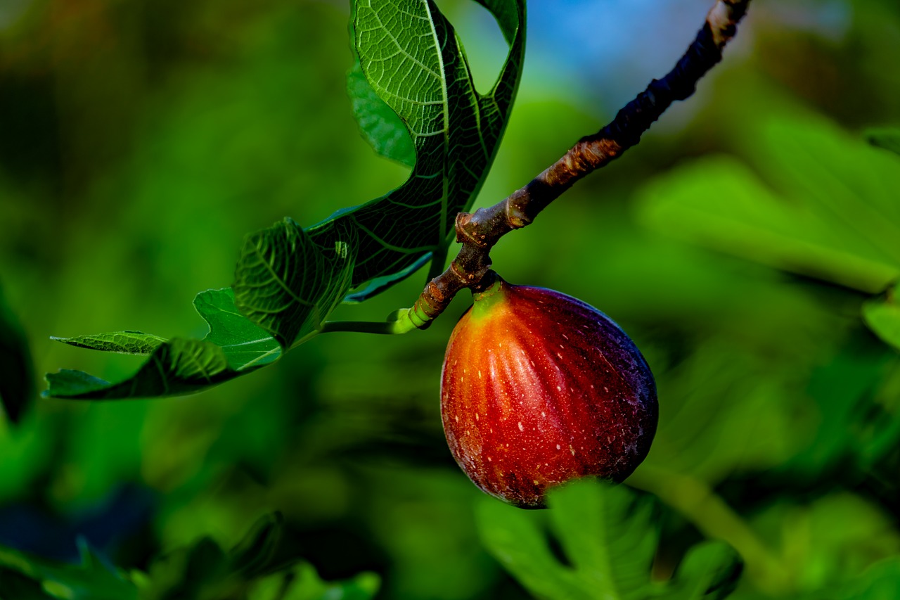 pixabay.com