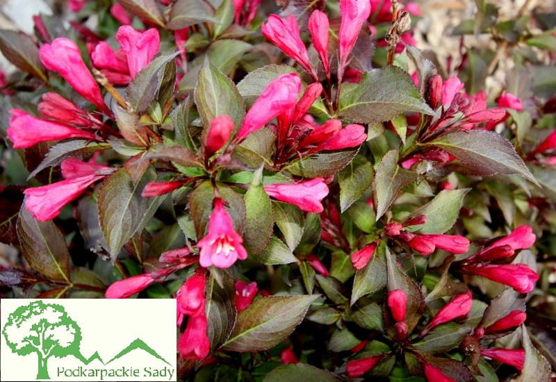 Krzewuszka NAOMI CAMPBELL