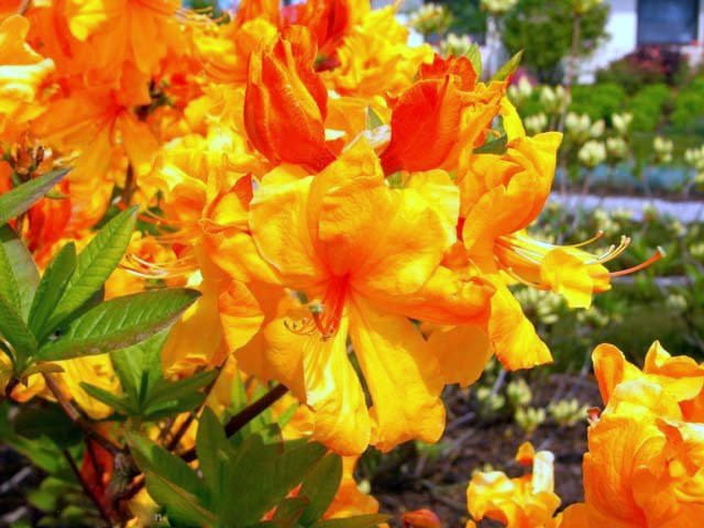 Azalia wielkokwiatowa SUNTE NECTARINE