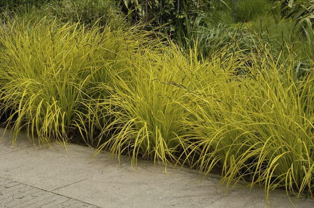 Turzyca sztywna AUREA