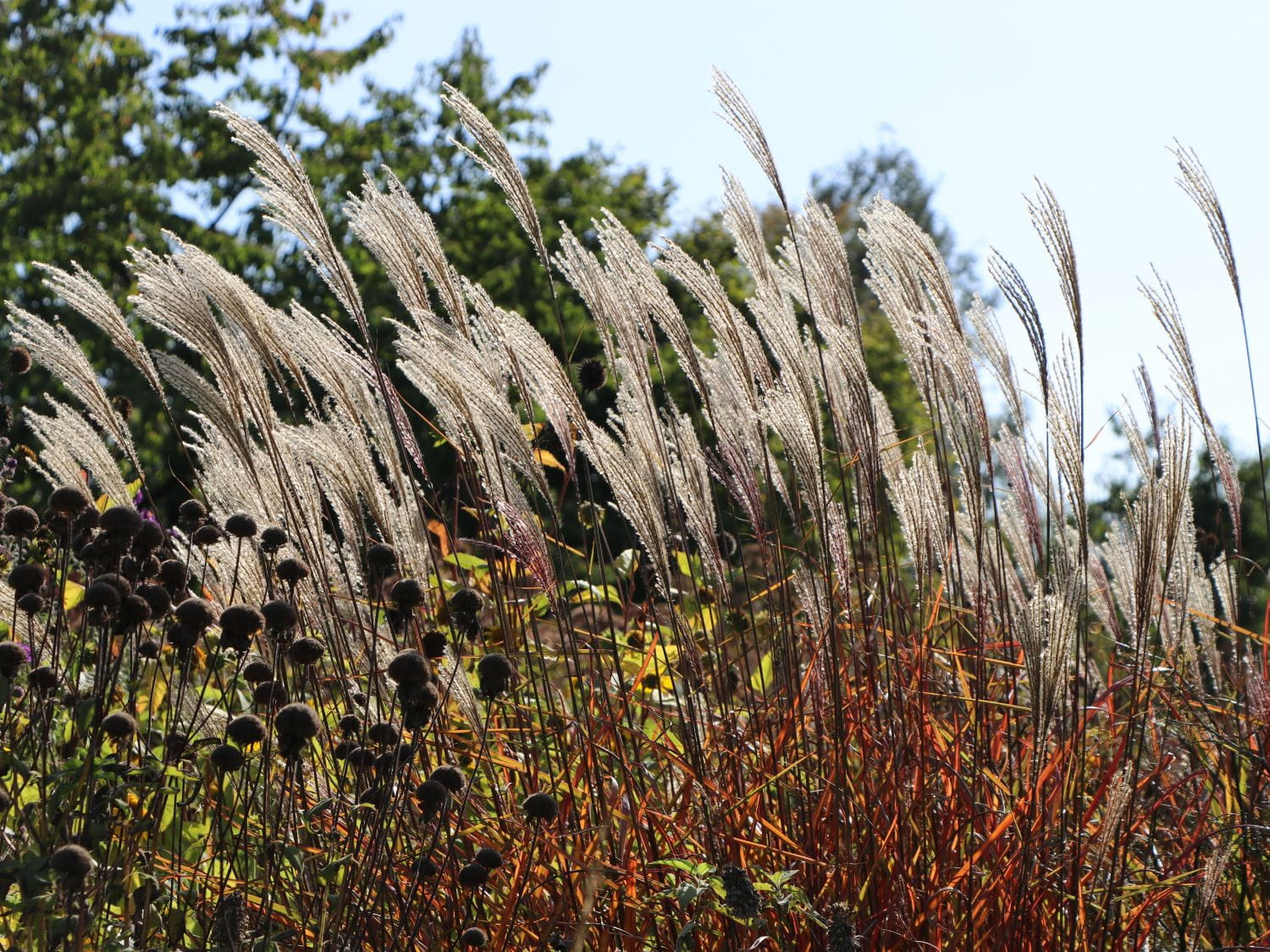 Miskant chiński DRONNING INGRID