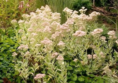 Rozchodnik FROSTY MORN