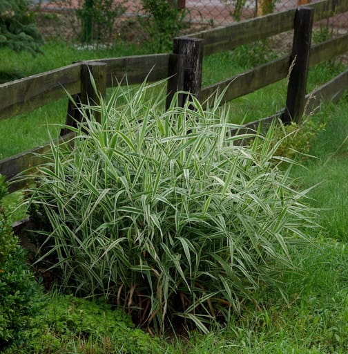 Mozga Trzcinowata PICTA