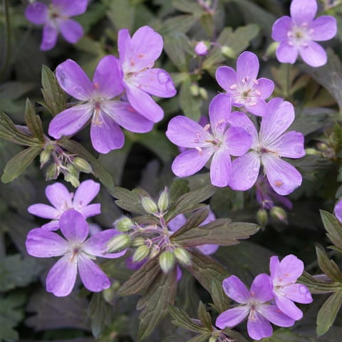 Bodziszek Plamisty ESPRESSO