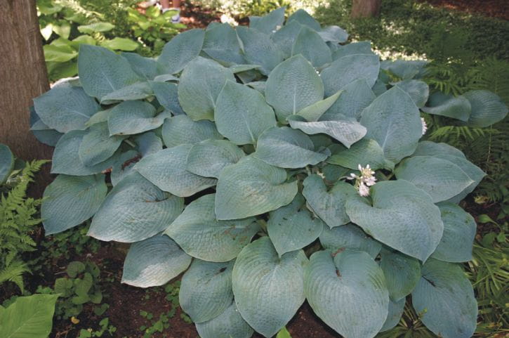 Funkia - Hosta BIG MAMA