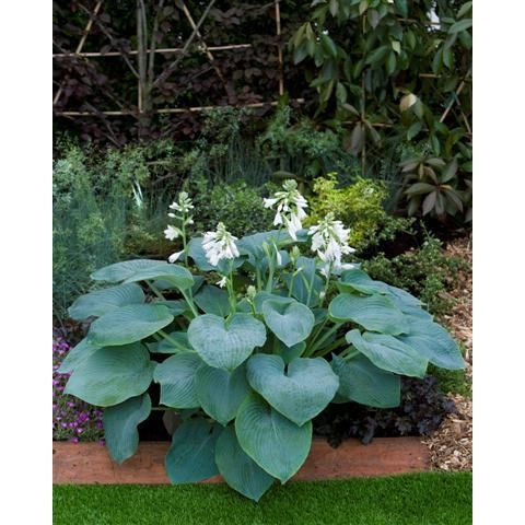 Funkia - Hosta BRESSINGHAM BLUE