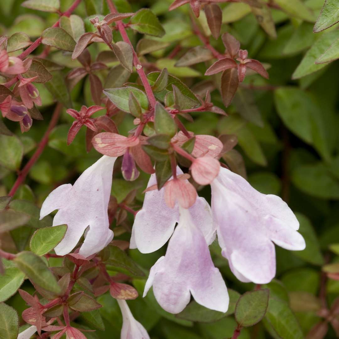 Abelia Grandiflora PINKY BELLS