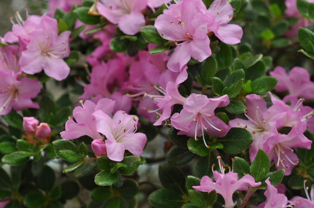 Azalia japońska BETTY MUIR