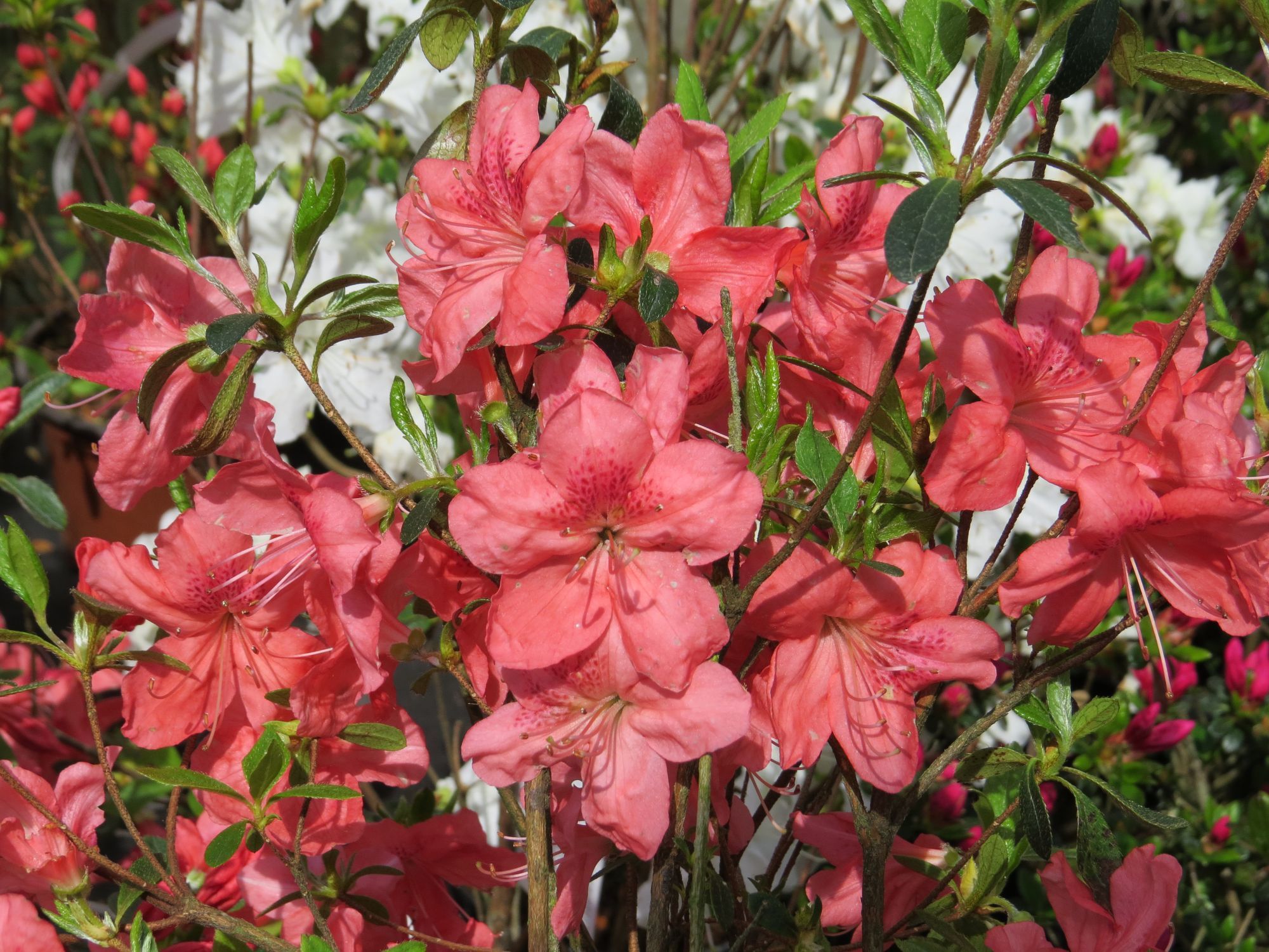 Azalia japońska MORAVA