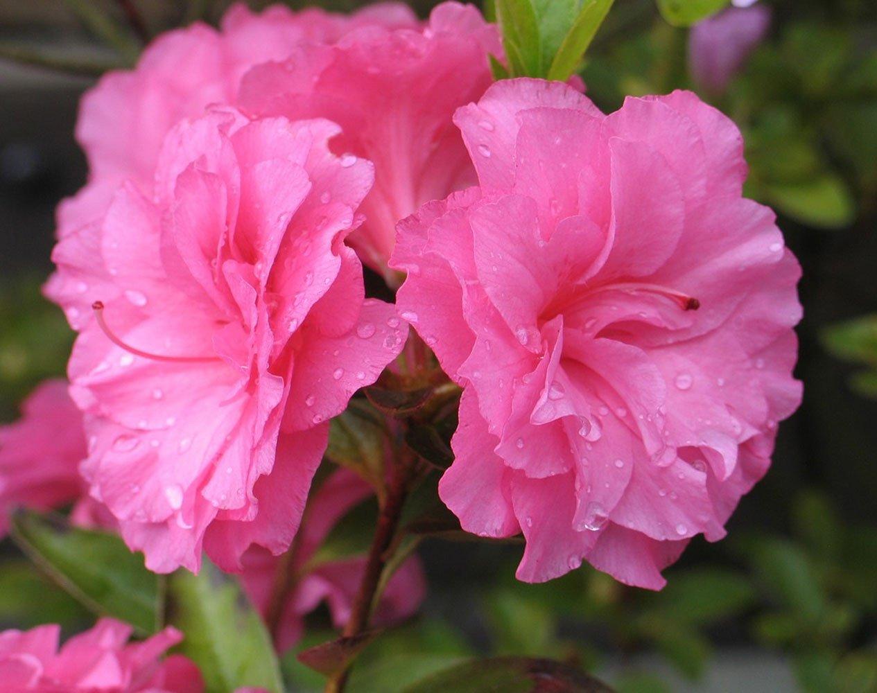 Azalia japońska ROSEBUD