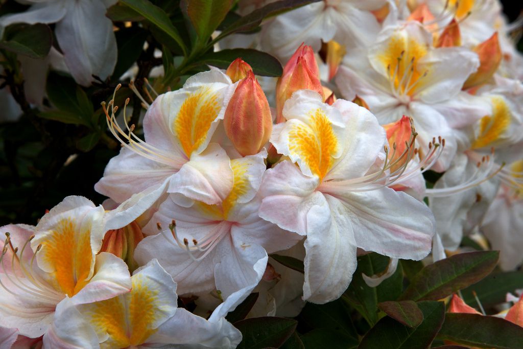 Azalia wielkokwiatowa SILVER SLIPPER