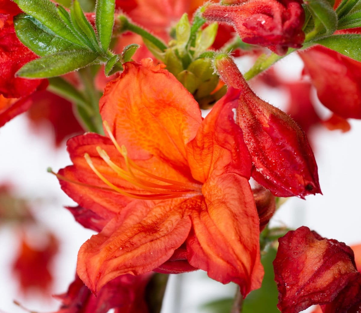 Azalia wielkokwiatowa FEUERWERK