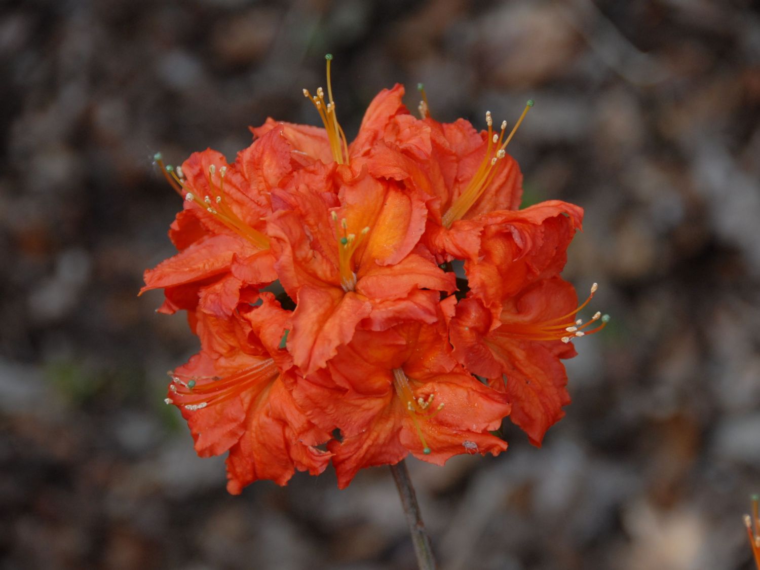 Azalia wielkokwiatowa FIREBALL