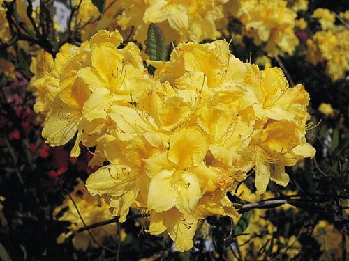 AZALIA wielkokwiatowa LIMETTA